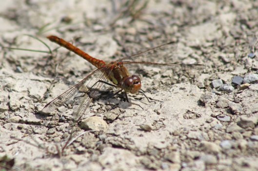 170720 Common darter (2)
