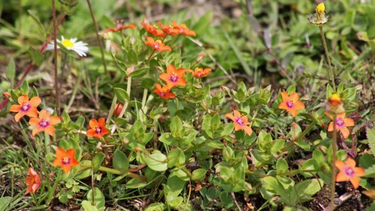 170721 Scarlet pimpernel