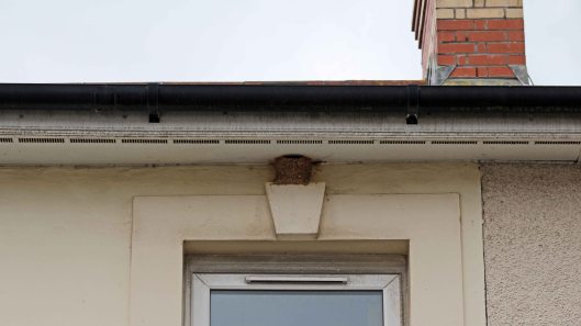 170723 House martin nest (1)