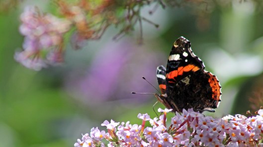 170724 Buddleja &amp; butterfly (1)