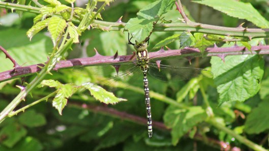 170724 Southern hawker
