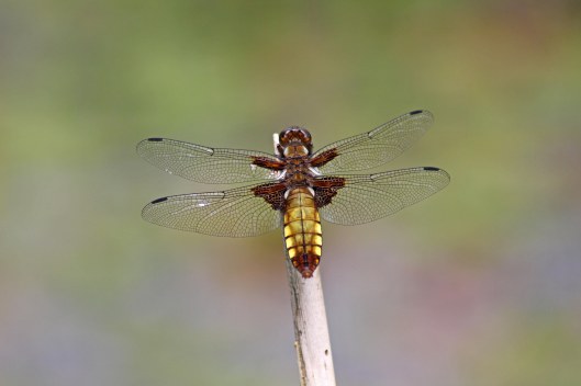 170725 Broad-bodied chaser (1)