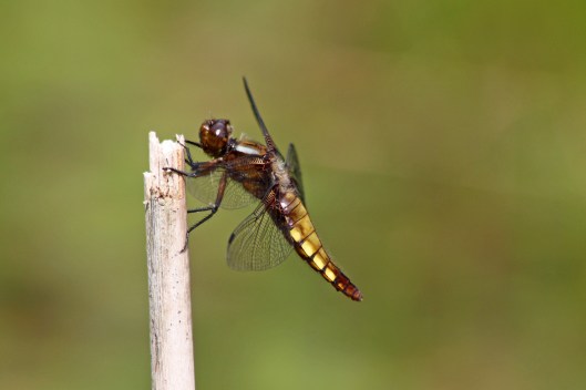 170725 Broad-bodied chaser (2)