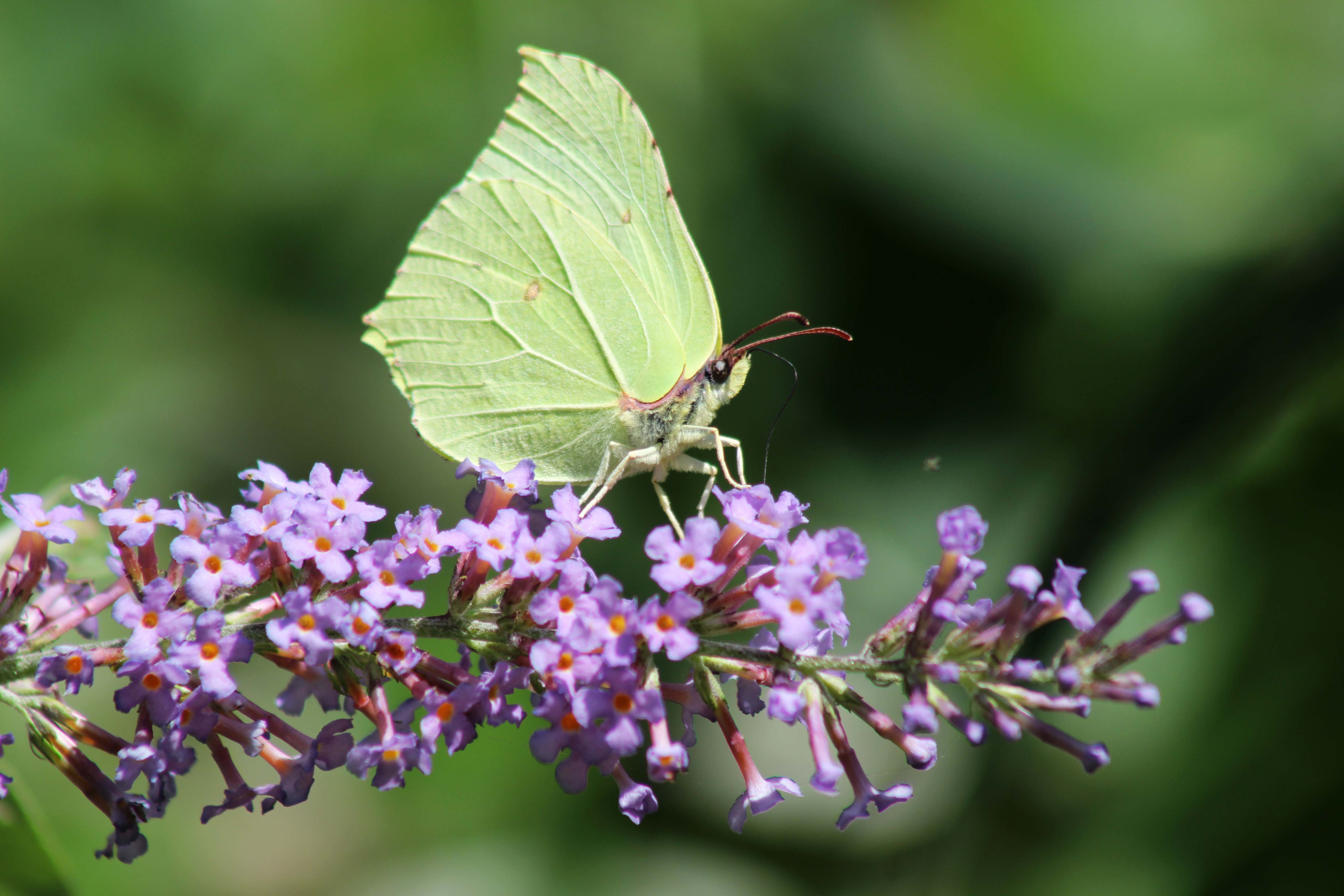 170726 Brimstone butterfly