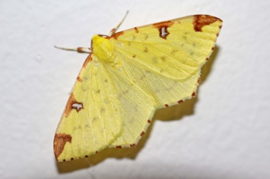 170726 Brimstone moth