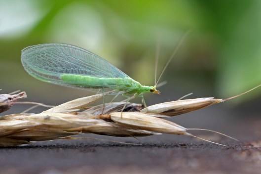 170729 lacewing (4)