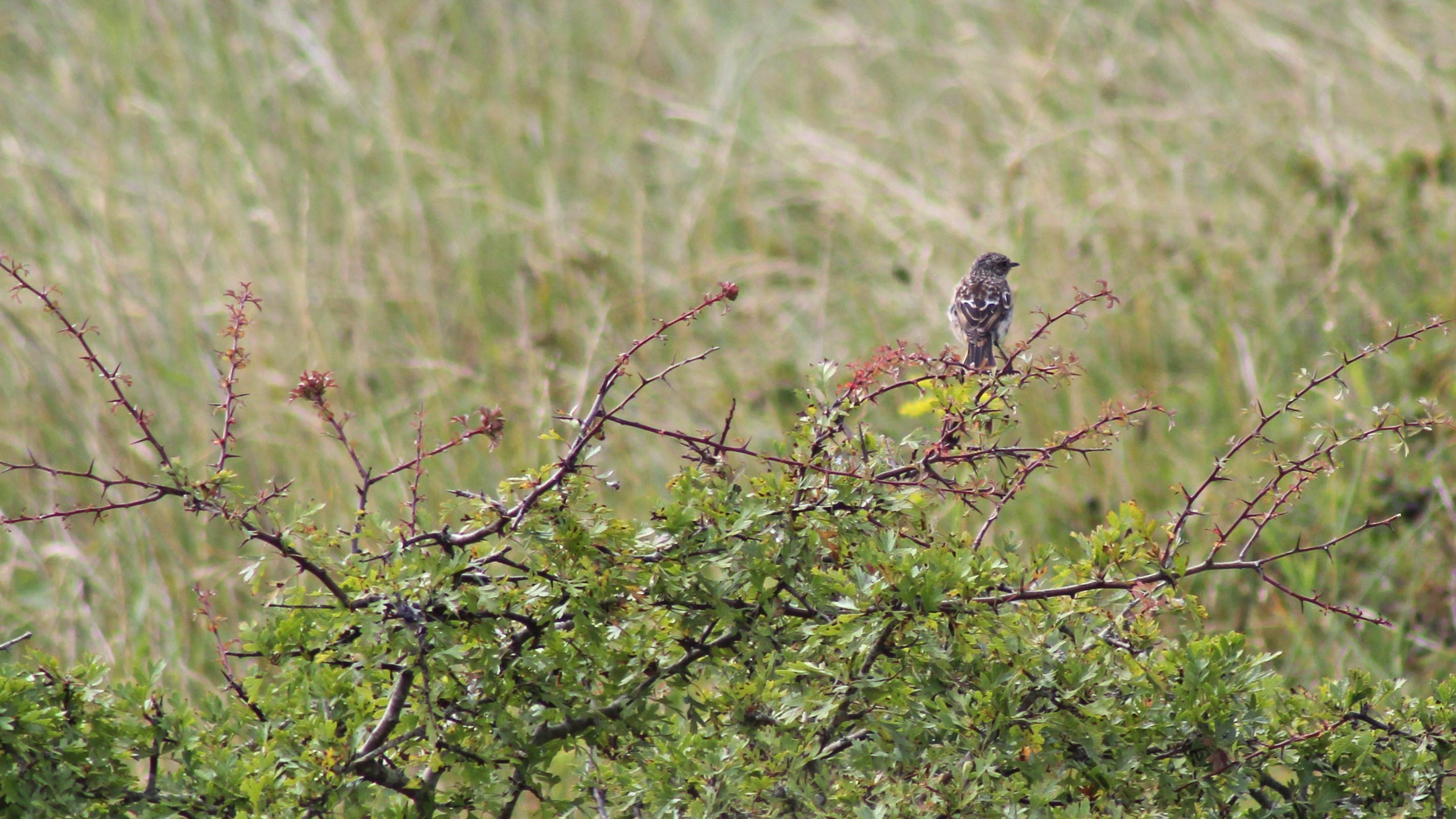 170731 Burry Port (1)