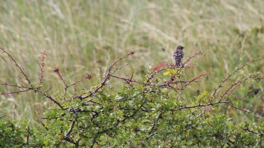 170731 Burry Port (1)