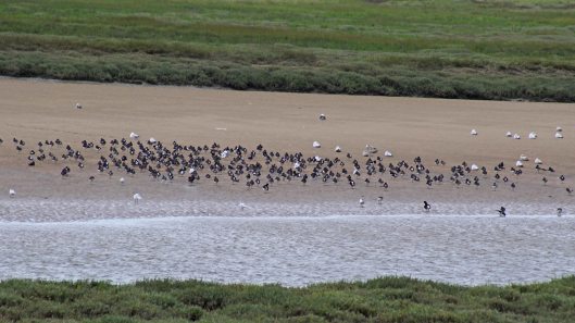 170731 Burry Port (2)