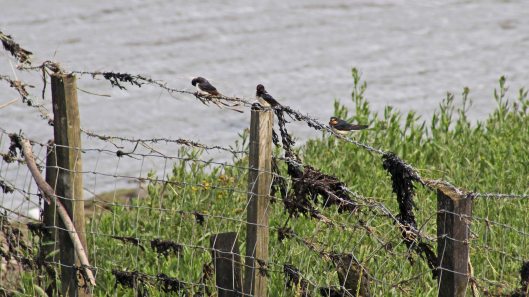 170731 Kidwelly Quay (2)