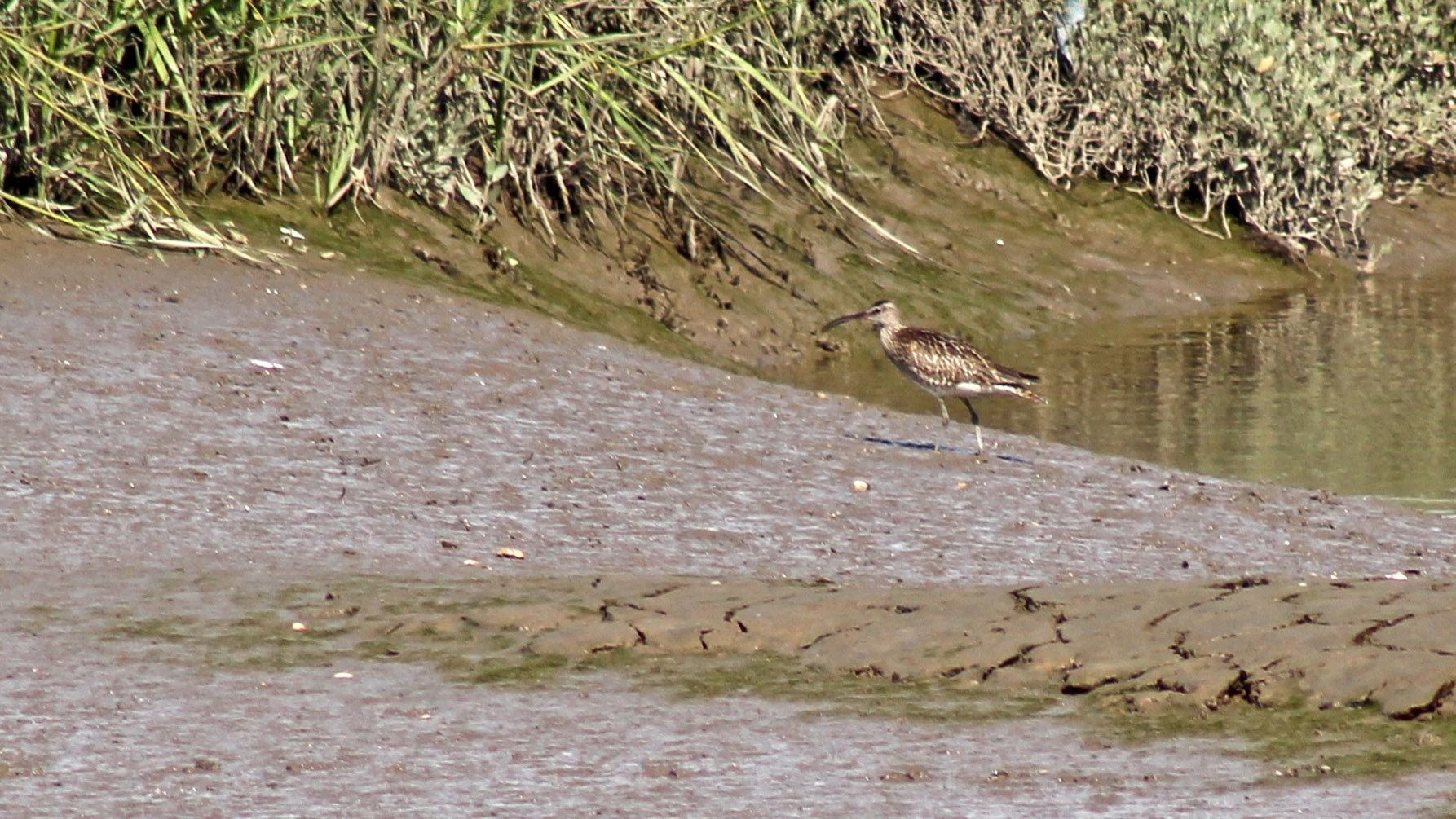 170731 Kidwelly Quay (3)