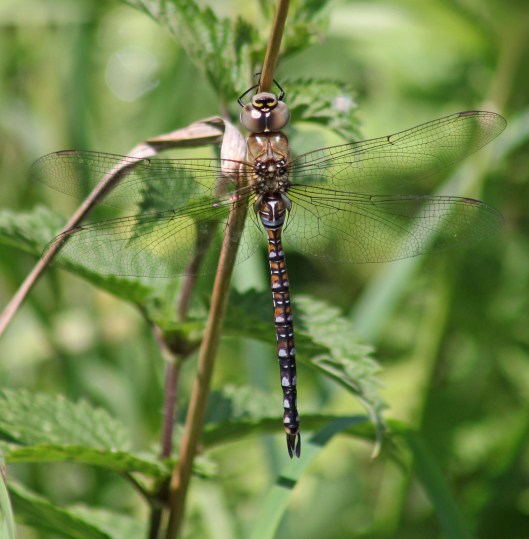 170802 Migrant hawker