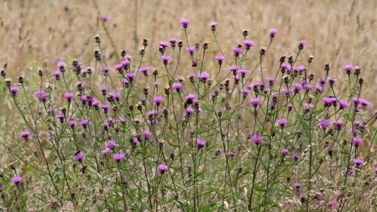 170804 Common Knapweed (1)