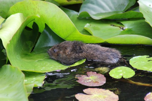 170805 Water vole (1)
