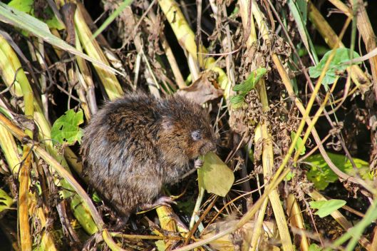 170805 Water vole (3)
