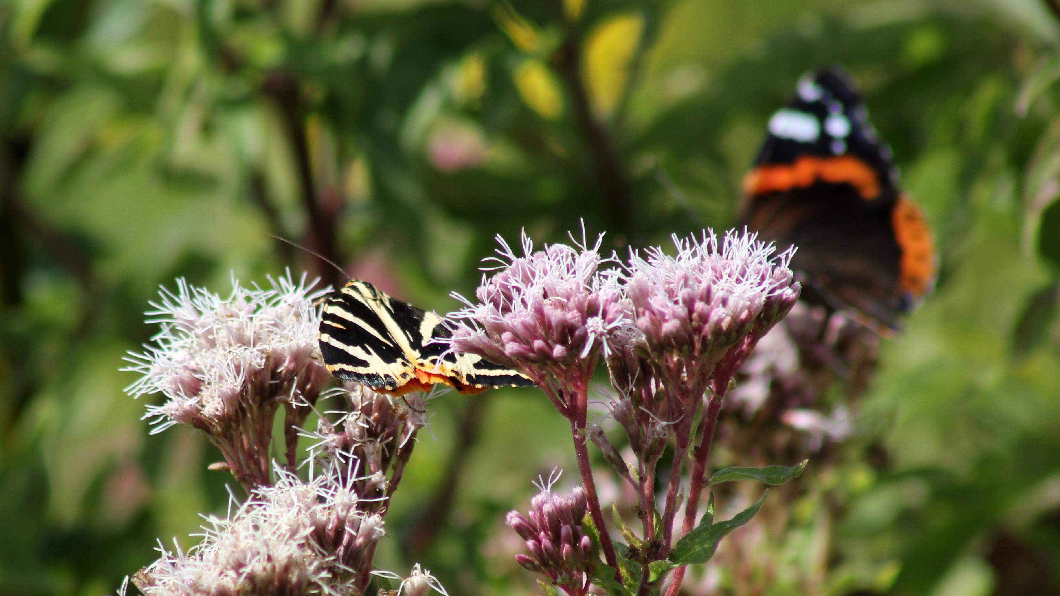170812 Jersey tiger (1)