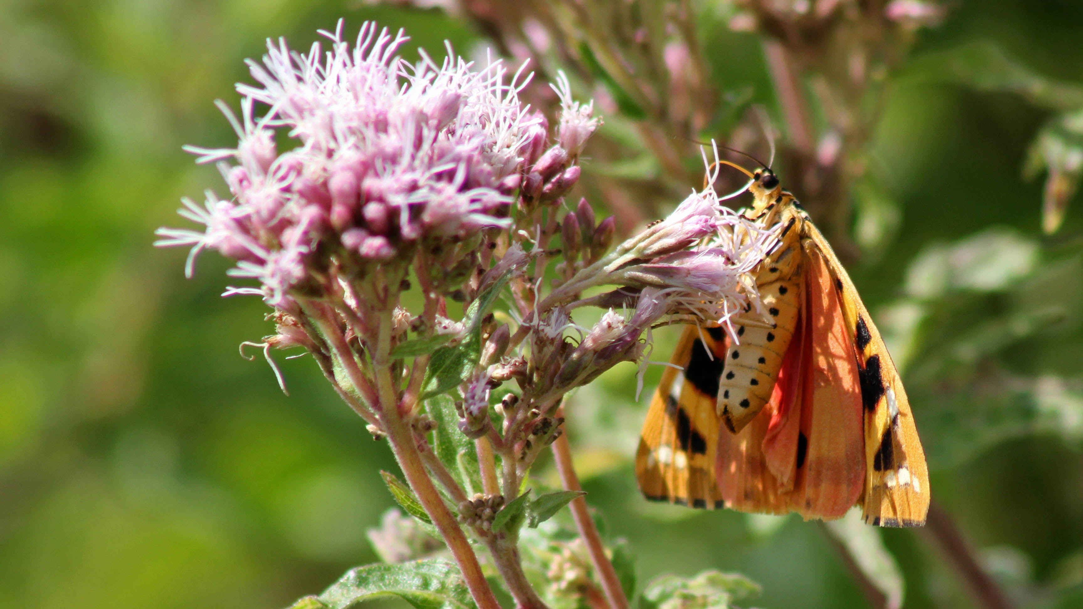 170812 Jersey tiger (2)