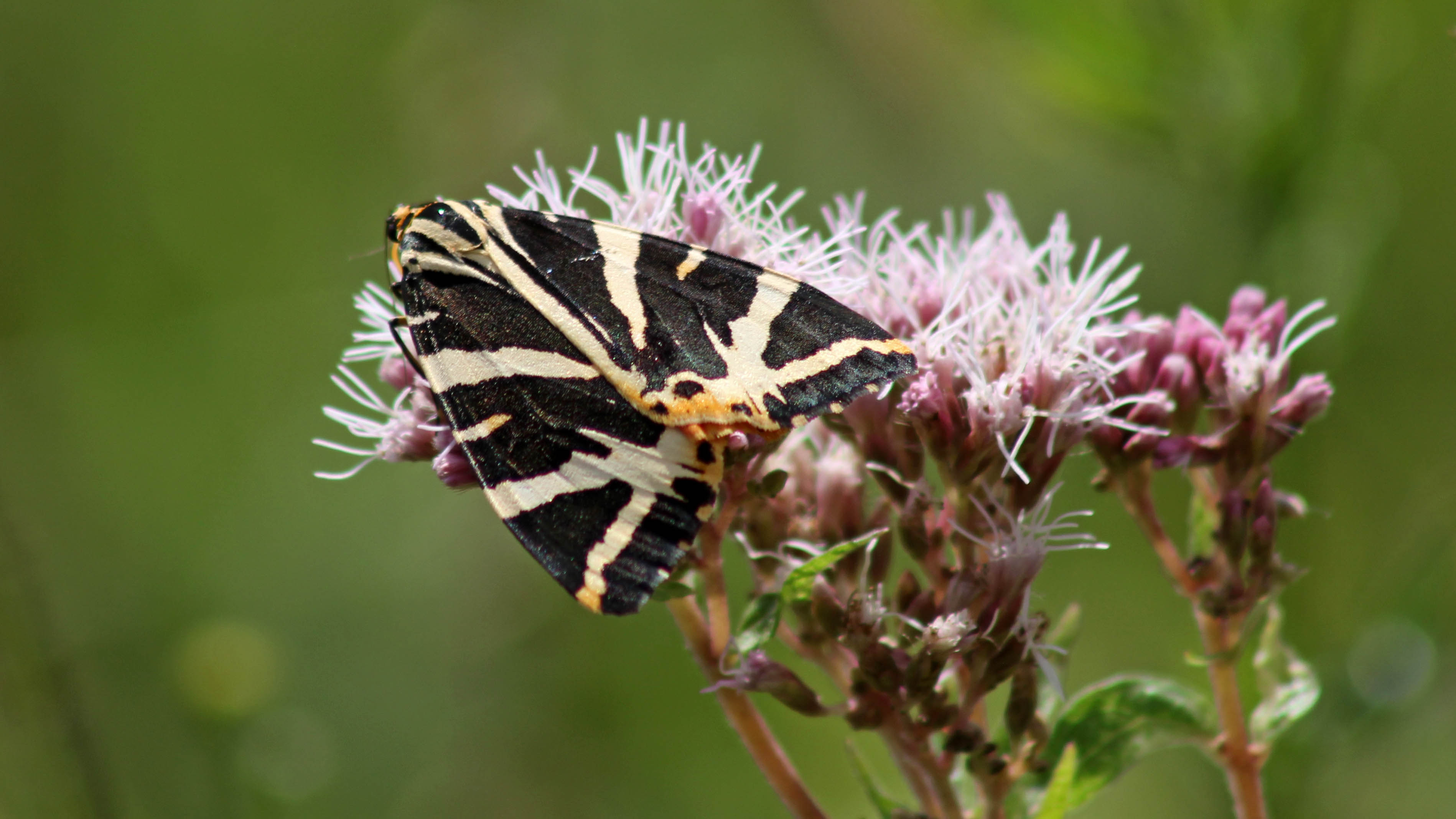 170812 Jersey tiger (3)