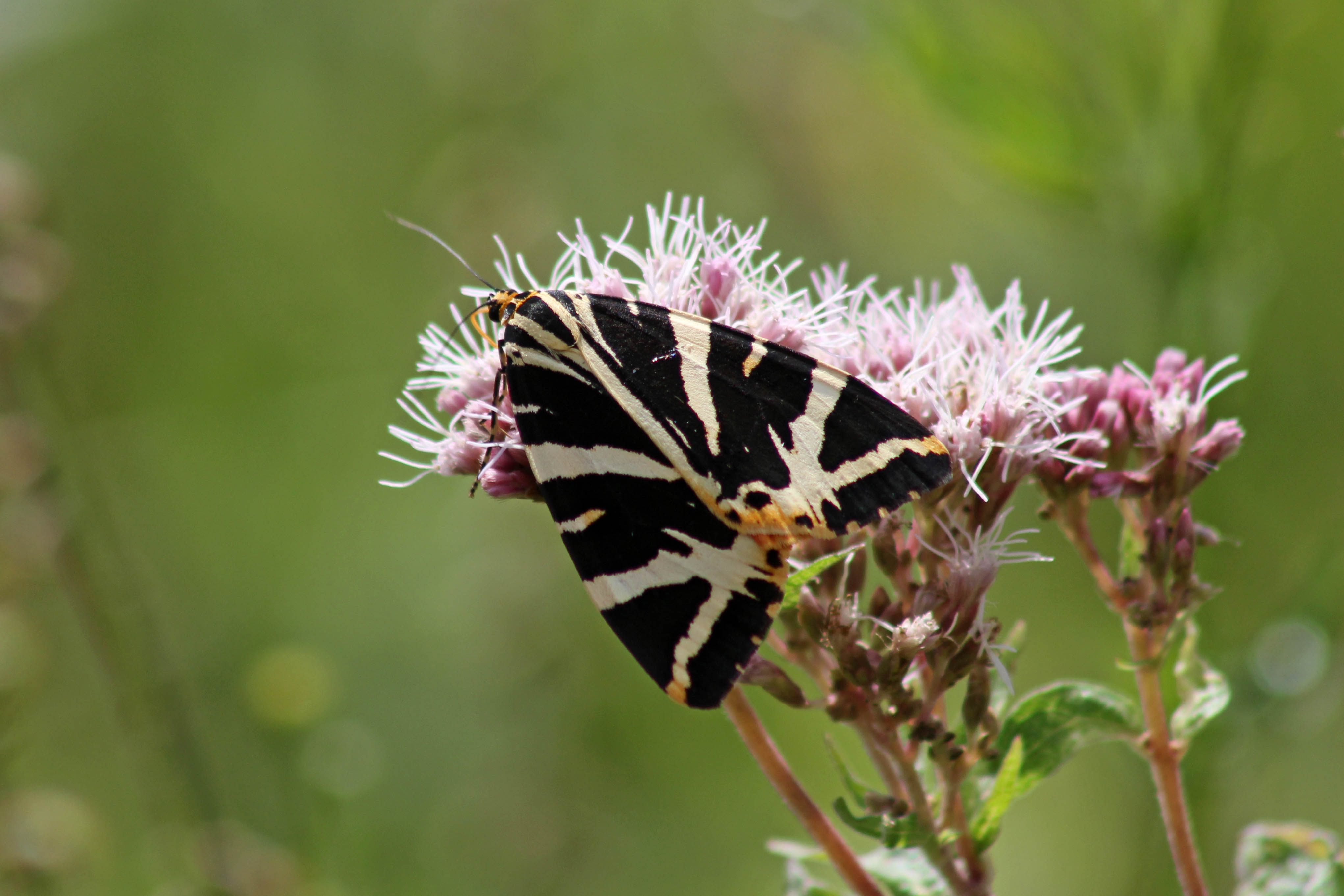 170814 Jersey tiger 100817