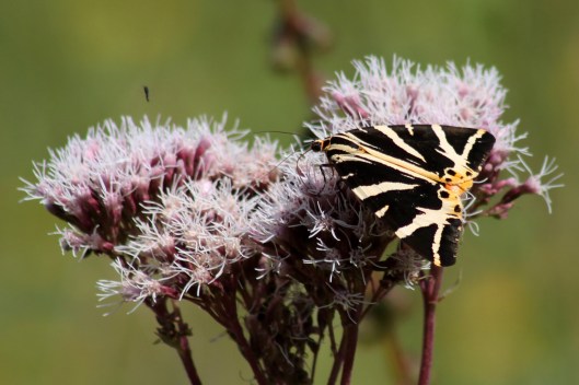 170814 Jersey tiger 130817 (1)