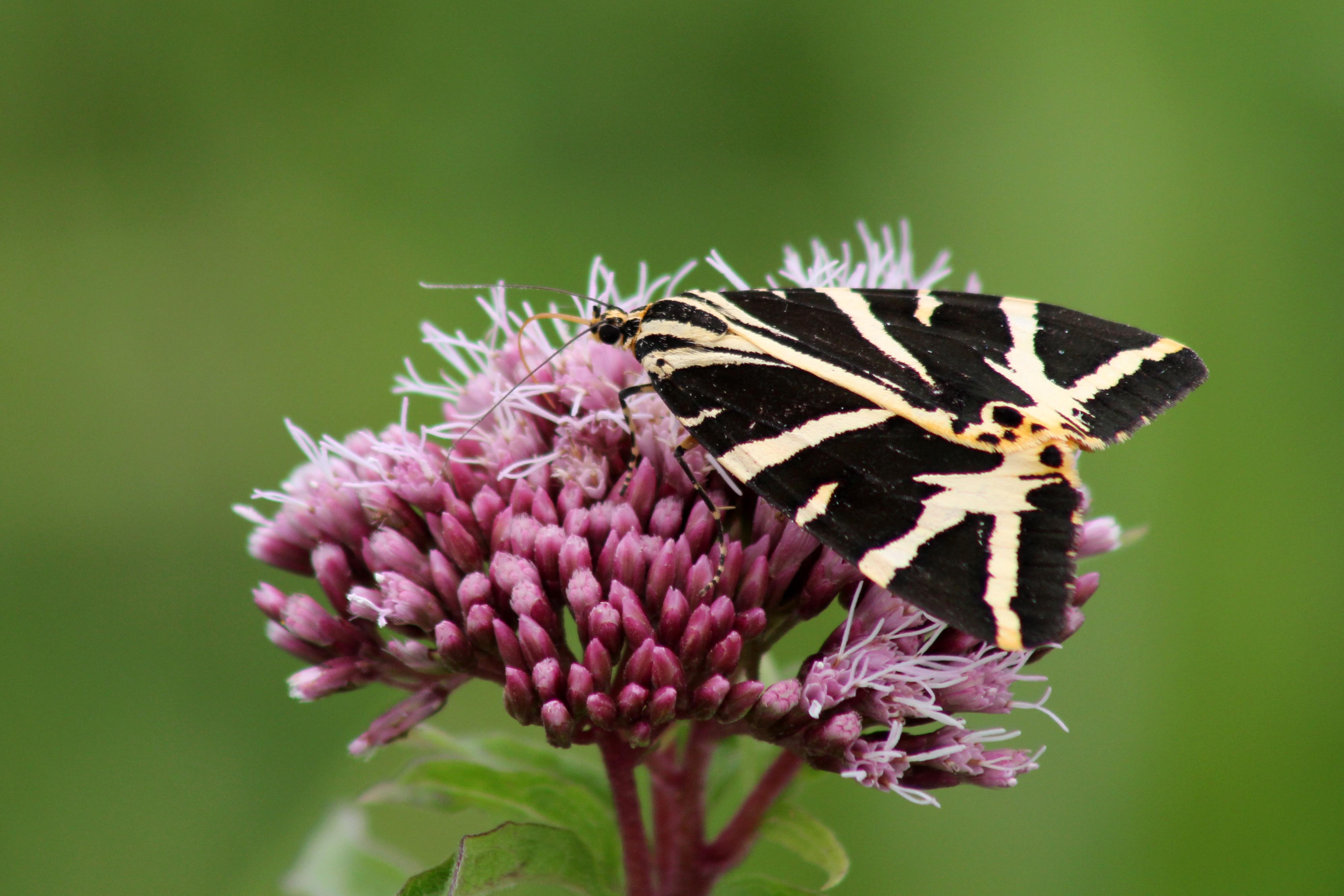 170814 Jersey tiger 130817 (2)