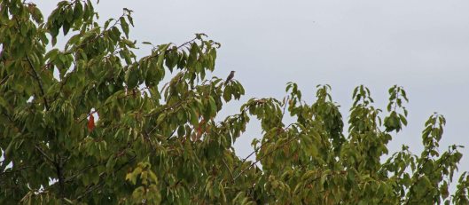 170815 Spotted flycatcher (1)