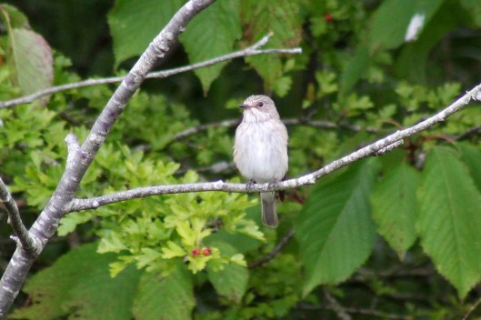 170815 Spotted flycatcher (4)