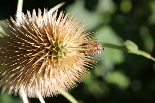 170817 whats on the teasel (1)