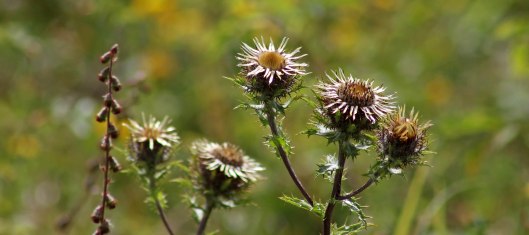 170818 Carline thistle (1)