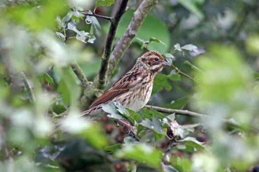 170819 Reed bunting (2)