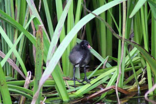 170821h Moorhen