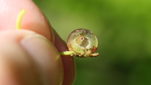 170822 Neuroterus quercusbaccarum Oak Currant gall