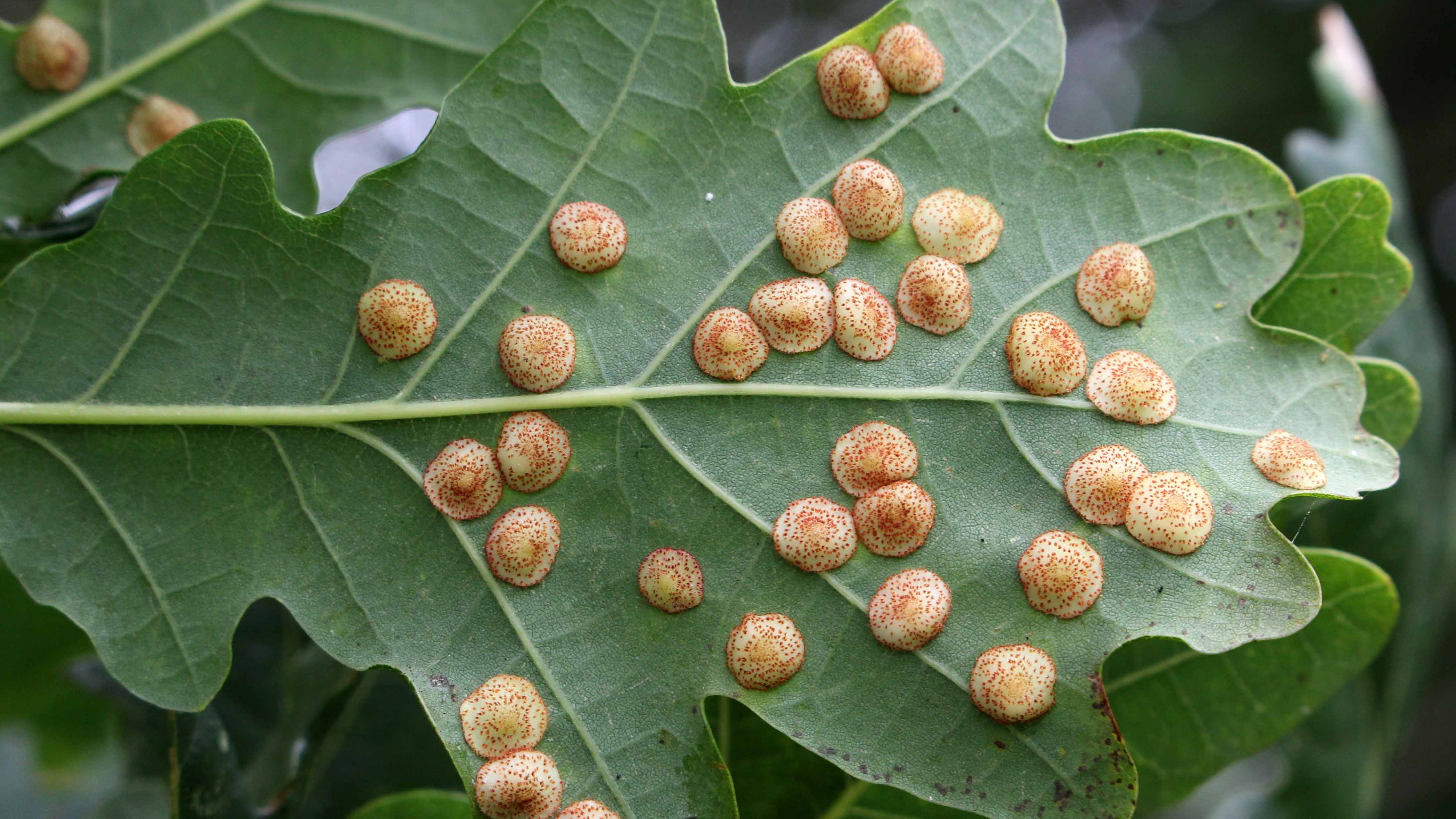 170822 Neuroterus quercusbaccarum Spangle gall (4)
