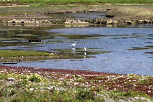 170828g Little egrets