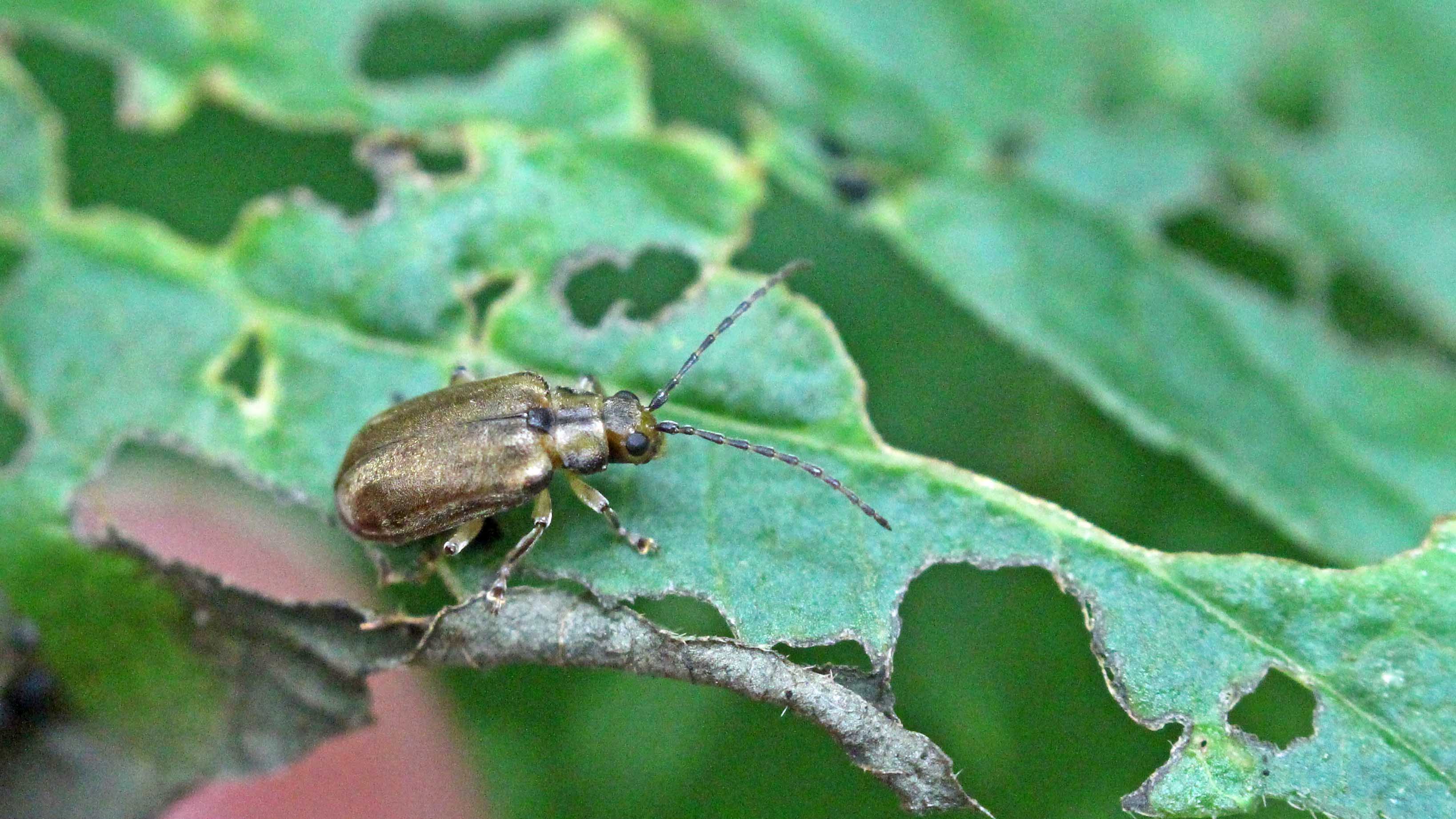 170904 Viburnum beetle (4)