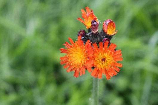 170906 Grim the collier (2)