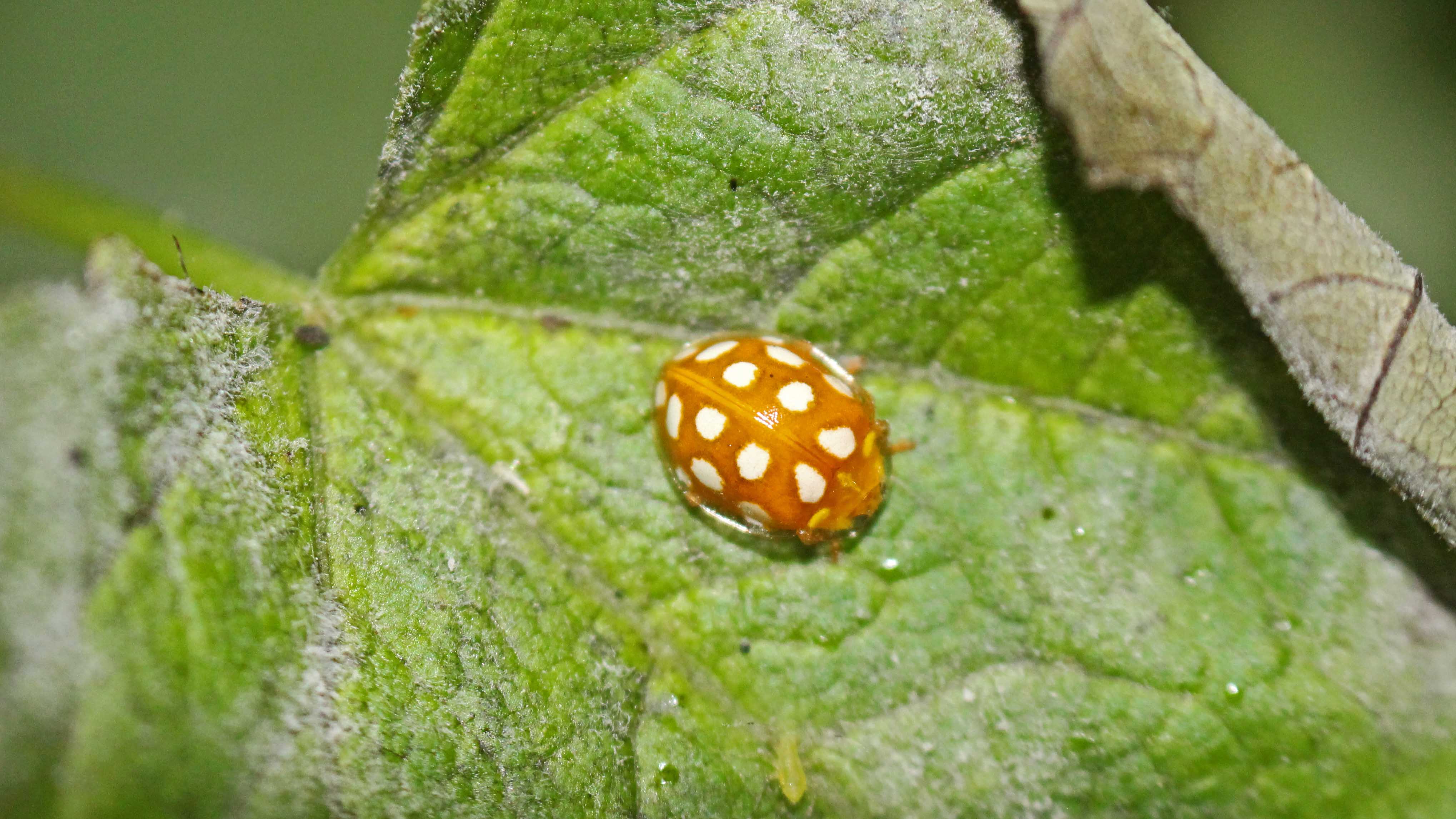 170907 Orange ladybird (5)