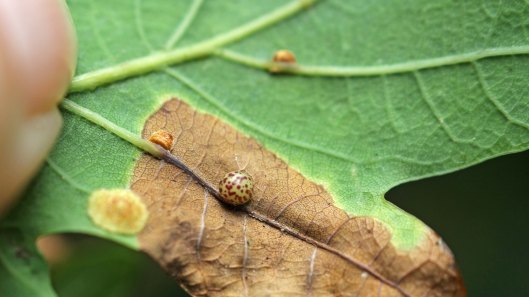 170909 Oak Oyster gall (3)