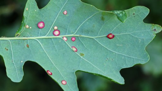 170909 Smooth spangle gall (1)