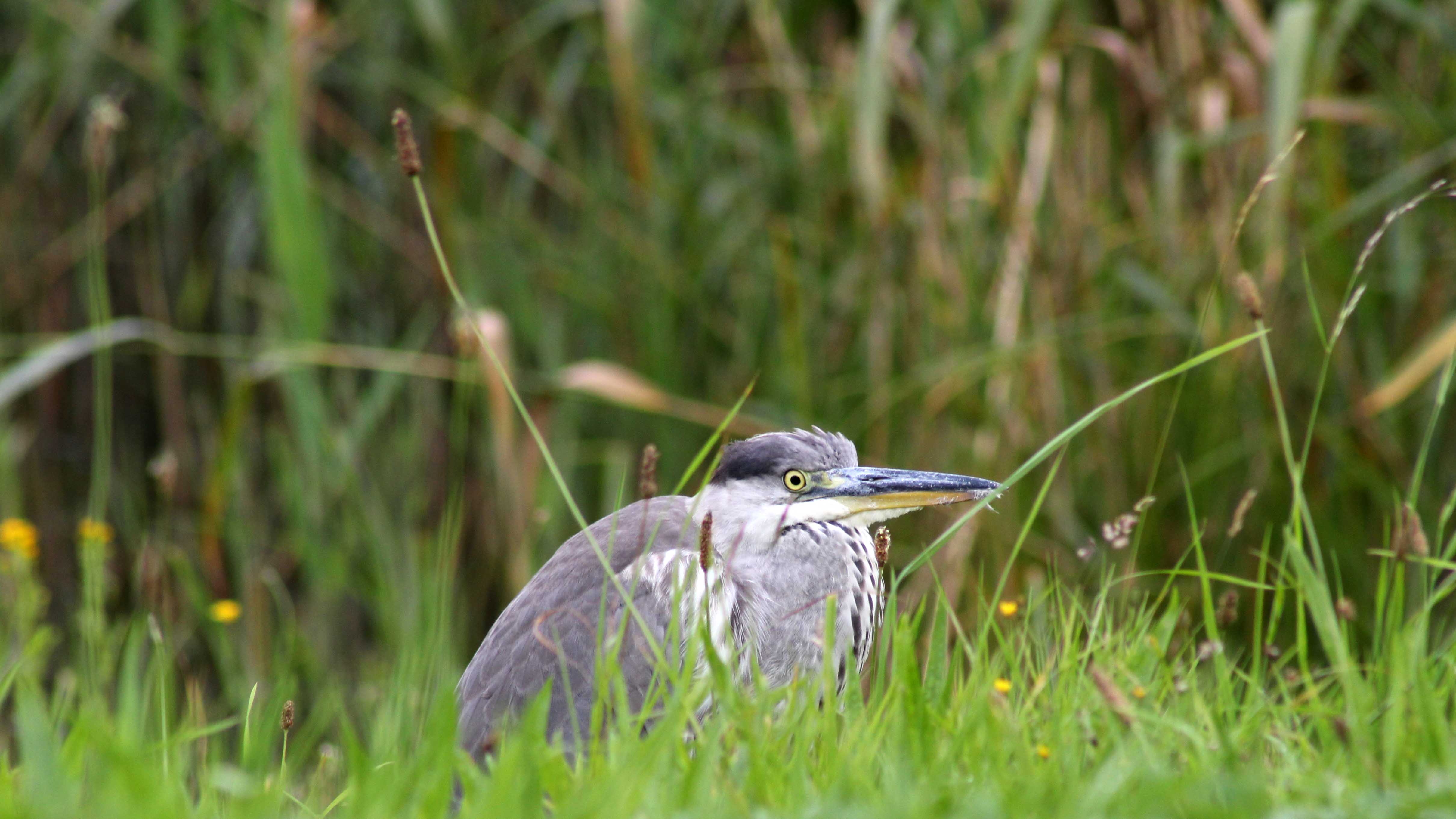 170910 Grey heron (1)