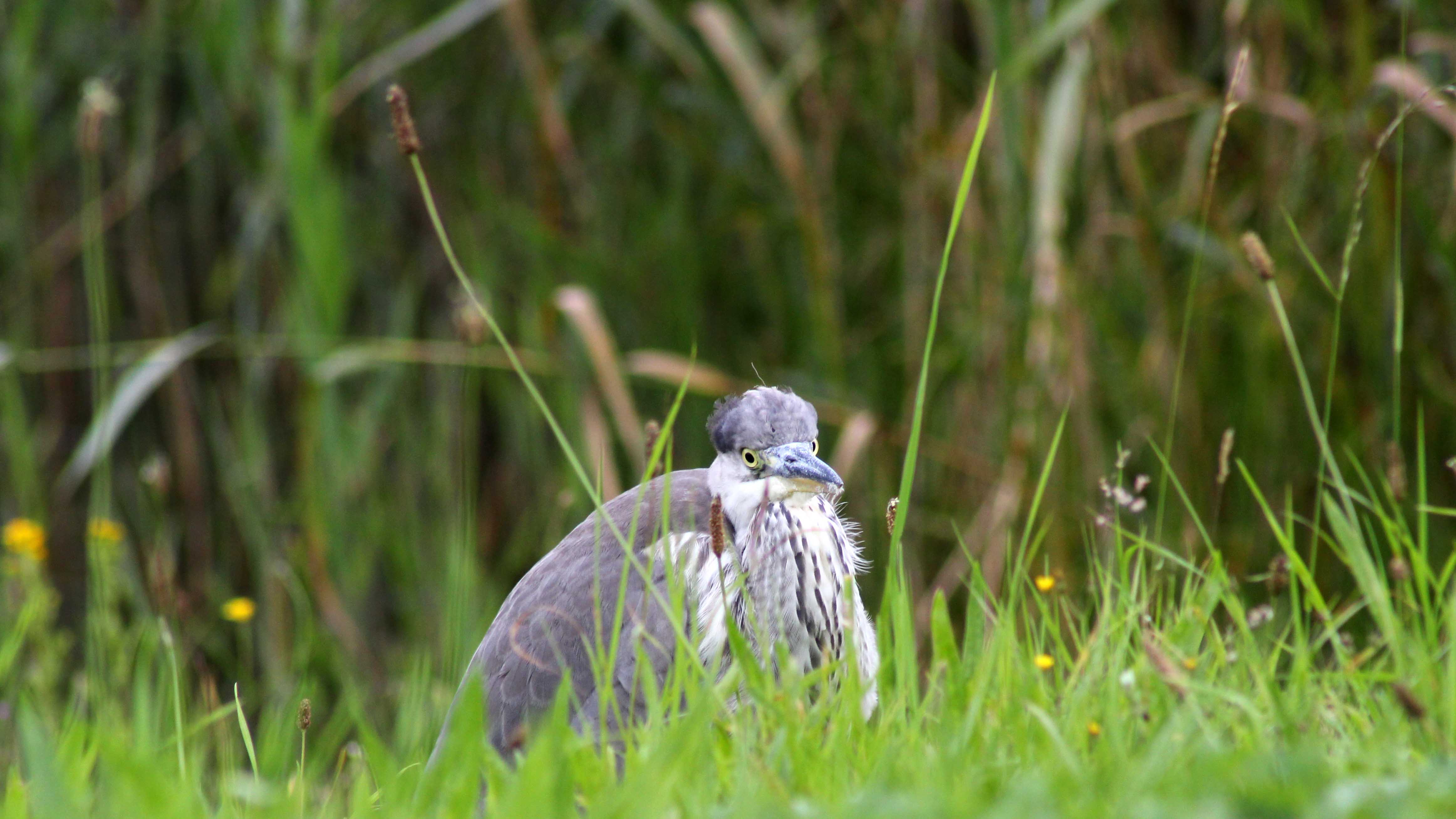 170910 Grey heron (3)