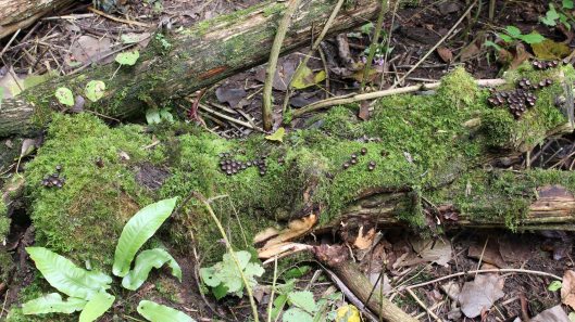 170911 Cyathus striatus Fluted Bird's Nest (1)