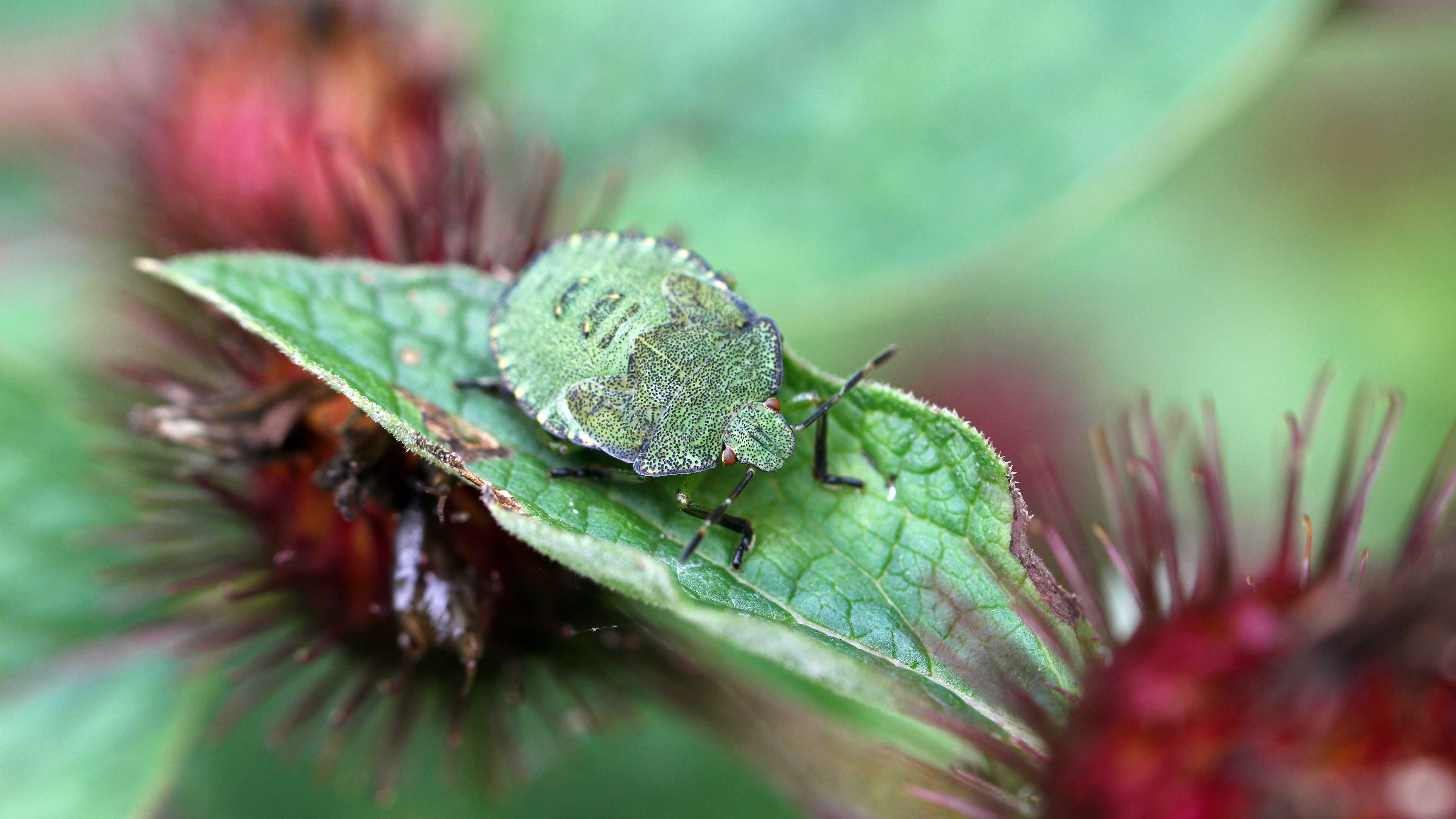 170912 Green shield bug family (1)