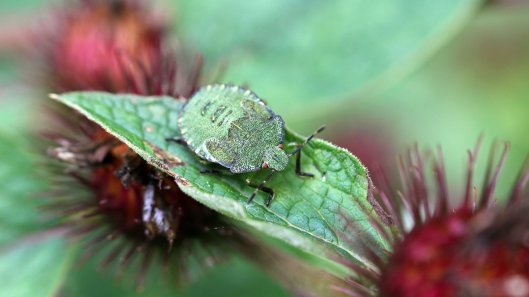 170912 Green shield bug family (1)