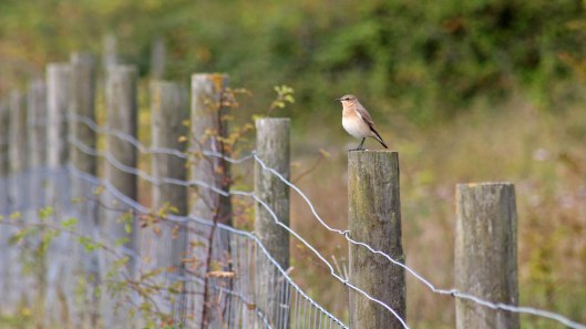 170914 wheatear (1)