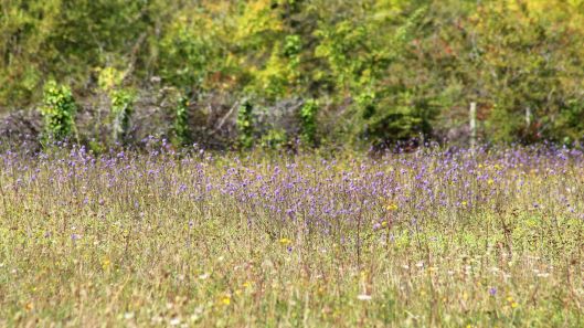 170915 devil's-bit scabious (7)