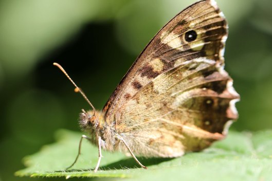 170917 Hello from a Speckled wood