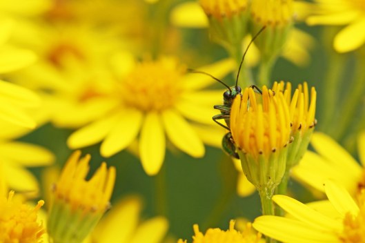 170917 Hello from a Swollen-thighed beetle