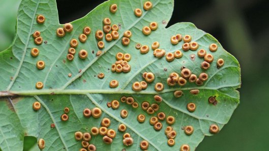 170918 Neuroterus numismalis Silk button gall wasp (3)