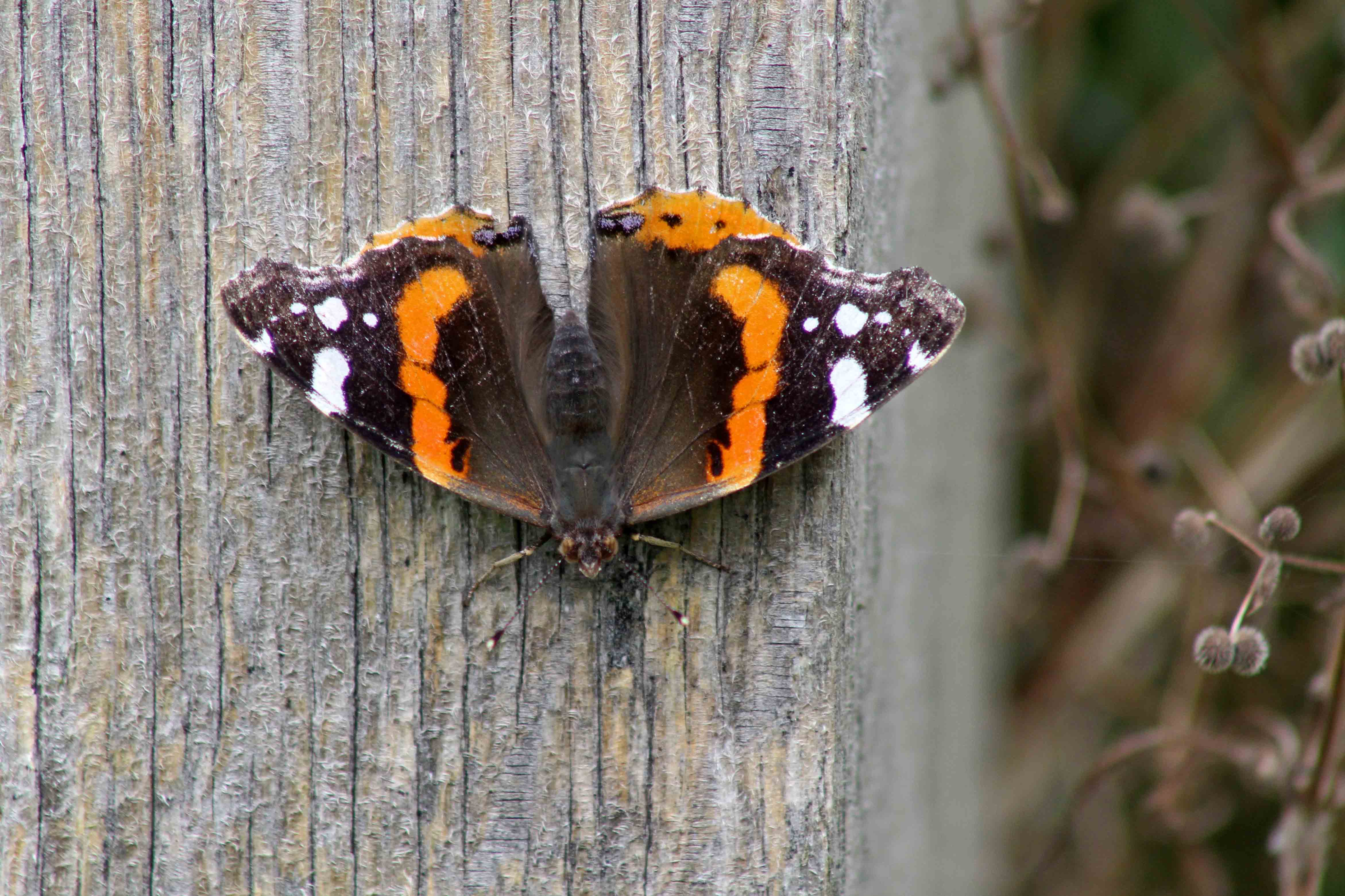 170921 Red admiral (2)